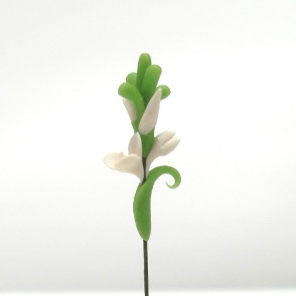 画像3: グラジオラス　白 (3)