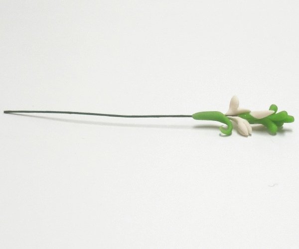 画像5: グラジオラス　白 (5)